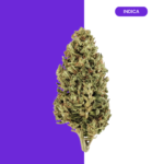 JACK HERER