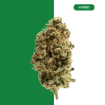 PURPLE RHINO